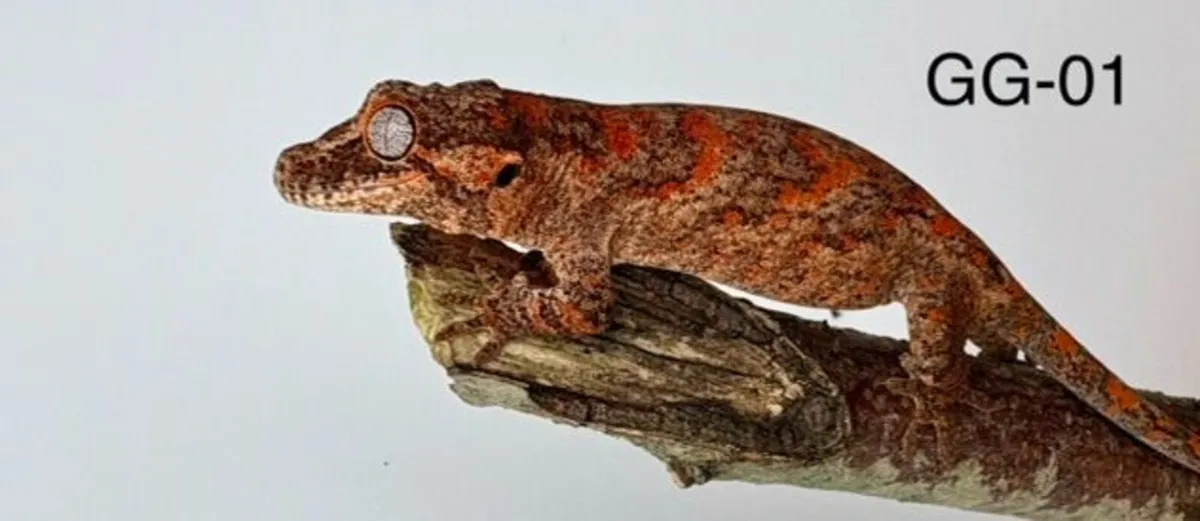 High Red Gargoyle Gecko Hatchlings – Irish Bred - Image 1