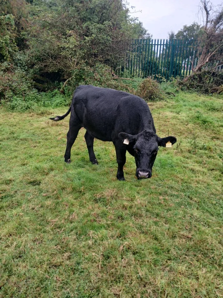 Bullocks - Image 3