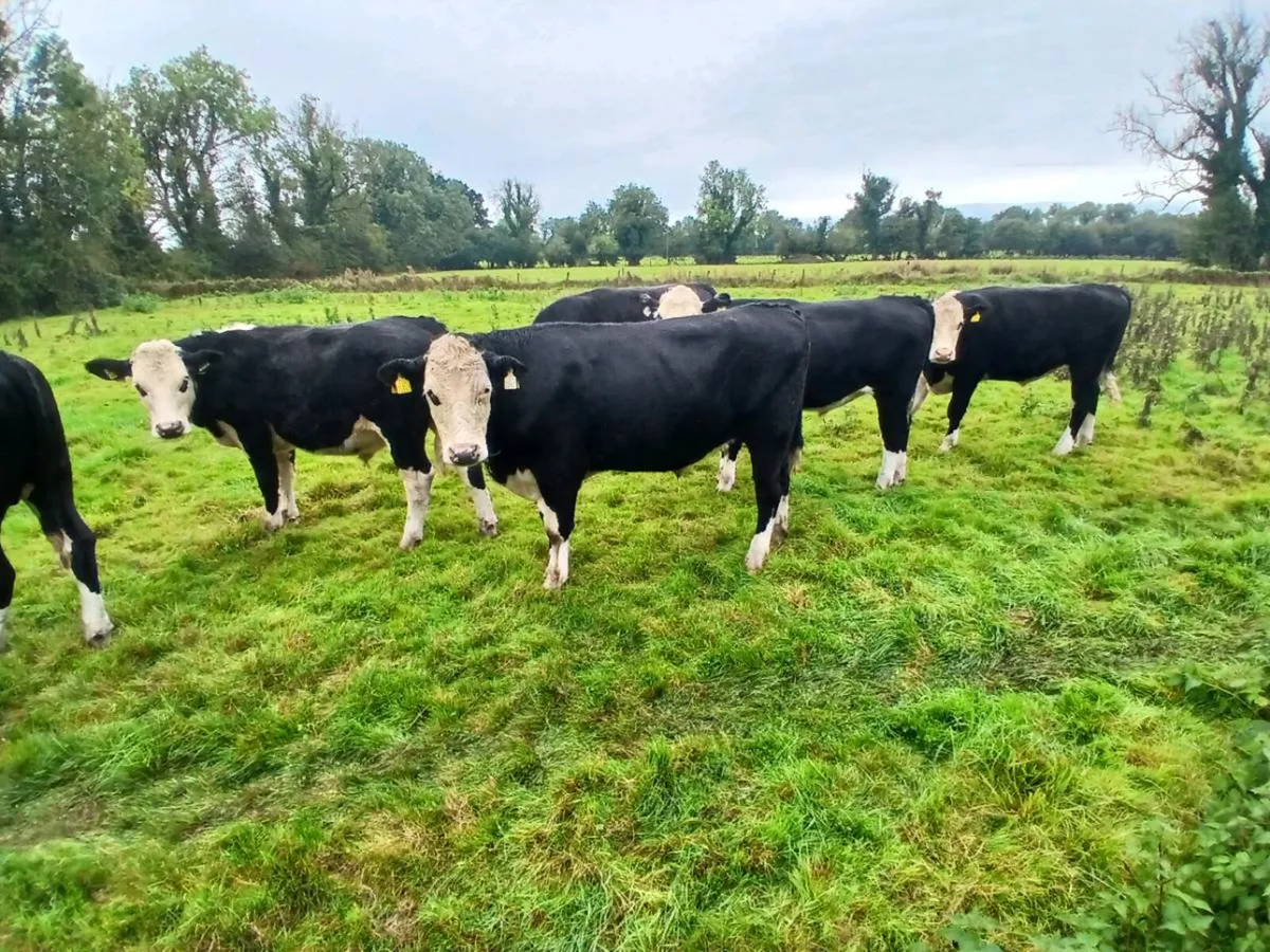 Bullocks - Image 4