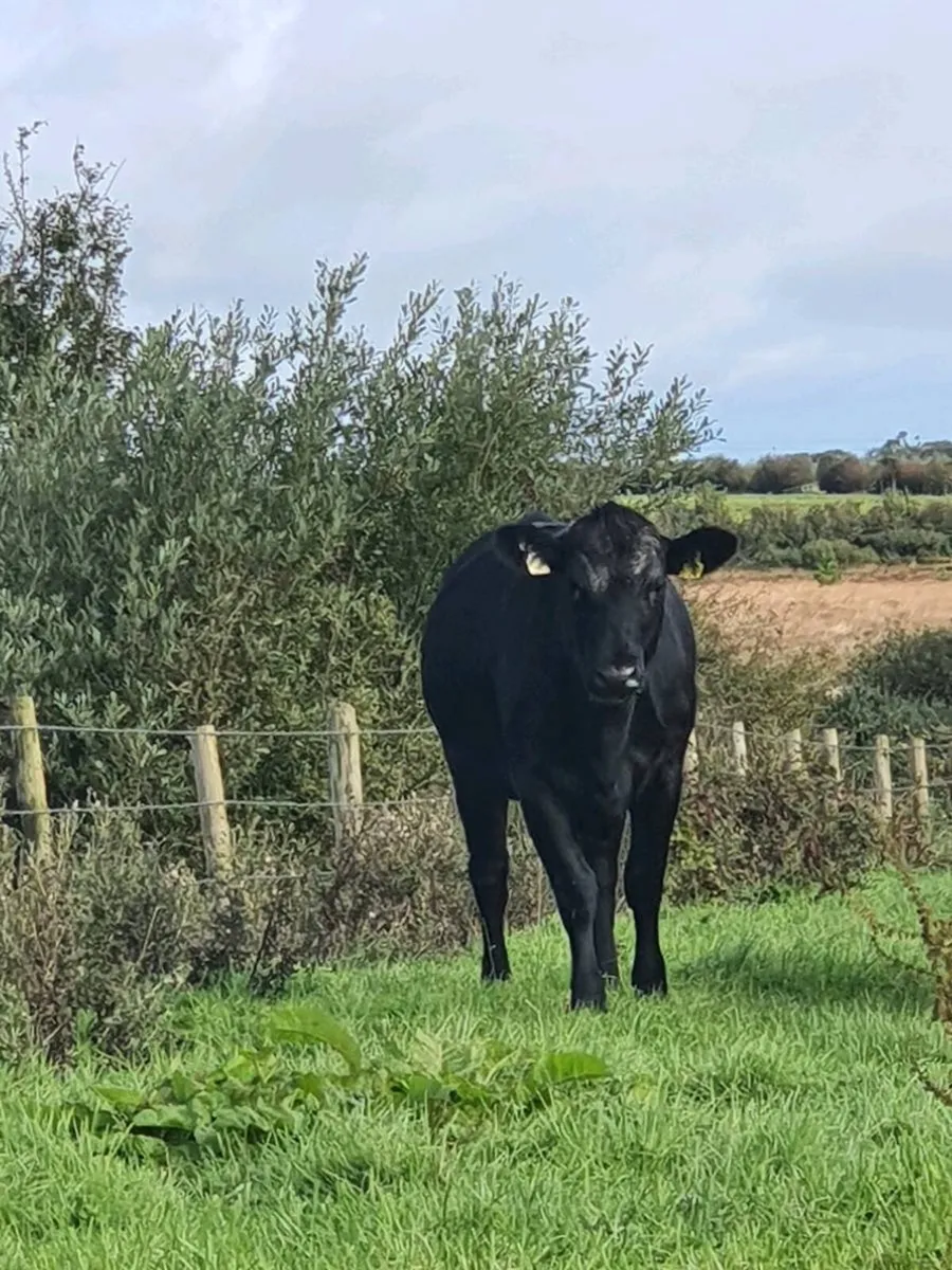 6 Heifers - Image 1