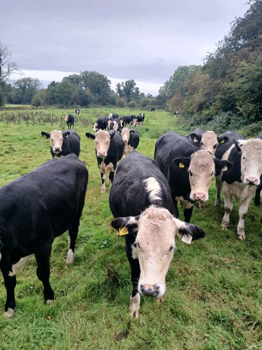 Bullocks - Image 1