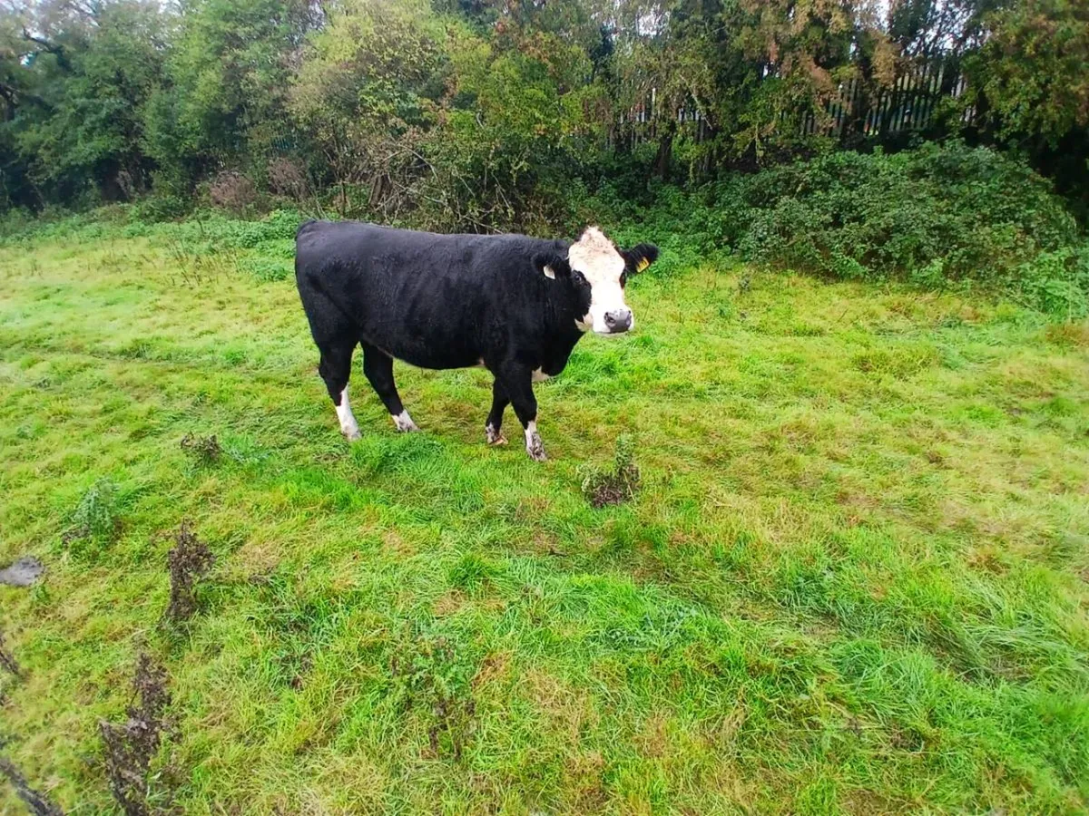 Bullocks - Image 2