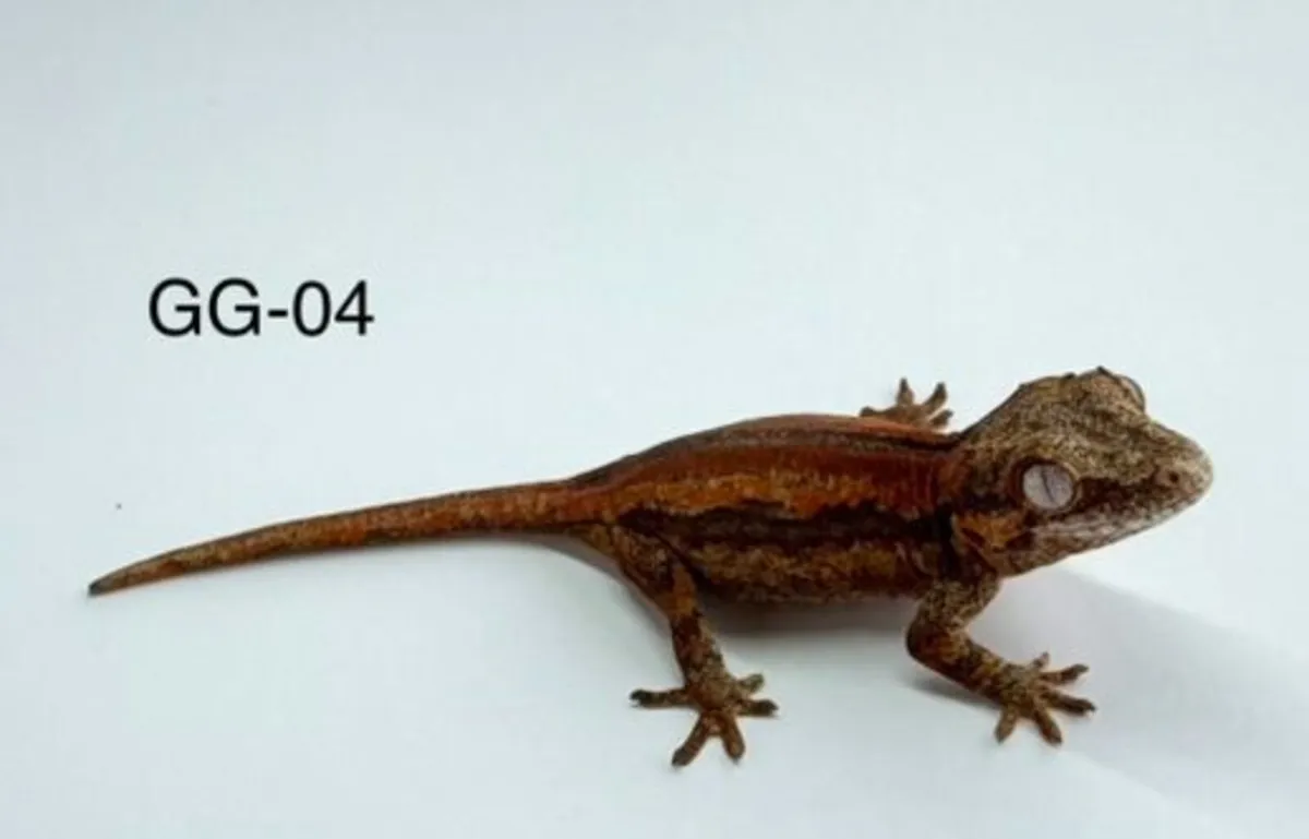 High Red Gargoyle Gecko Hatchlings – Irish Bred - Image 3