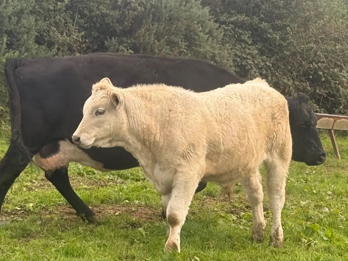 Weanlings FULL SYMBOL ORGANIC Bullock and Heifers - Image 1