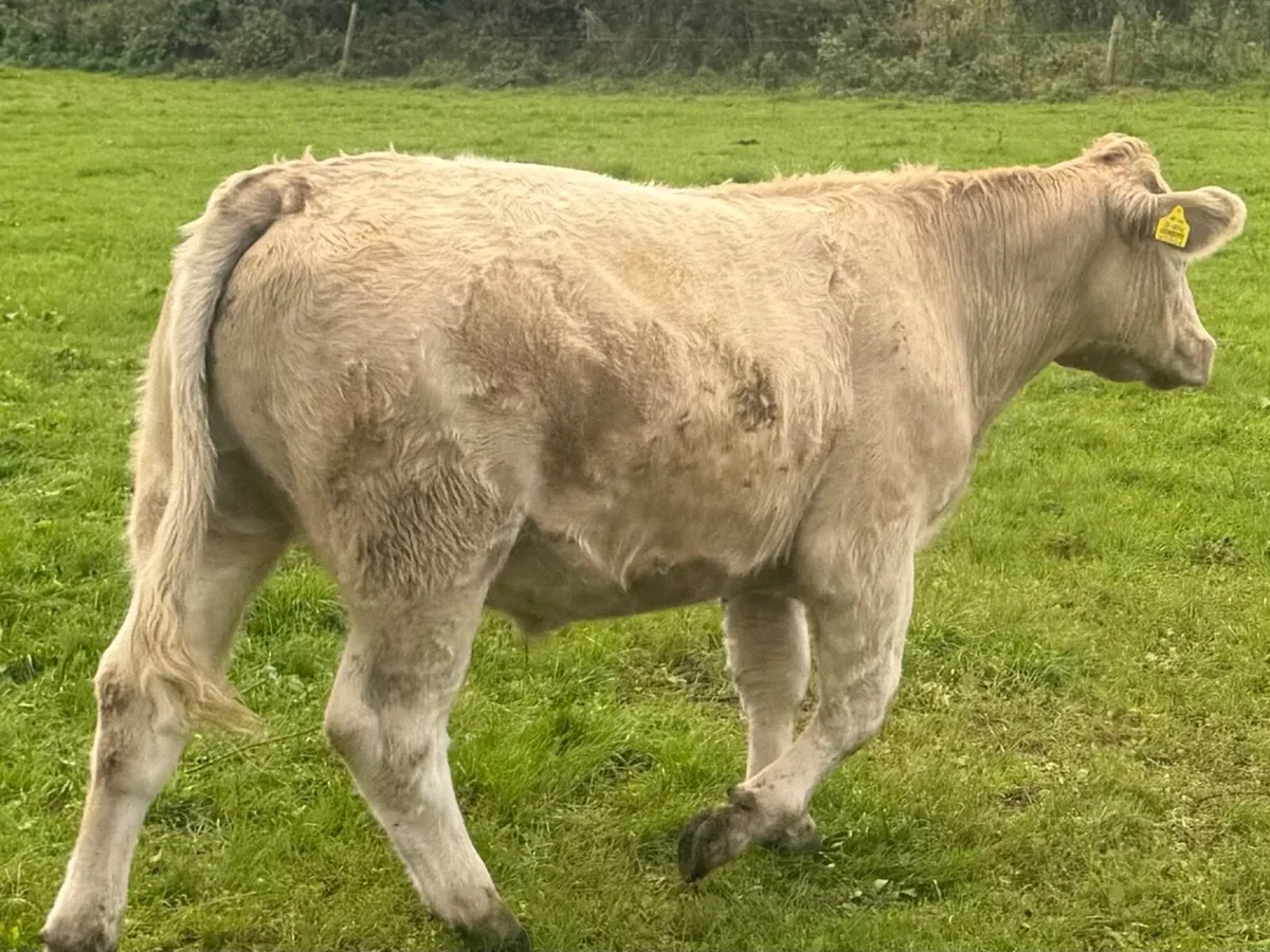 Weanlings FULL SYMBOL ORGANIC Bullock and Heifers - Image 2