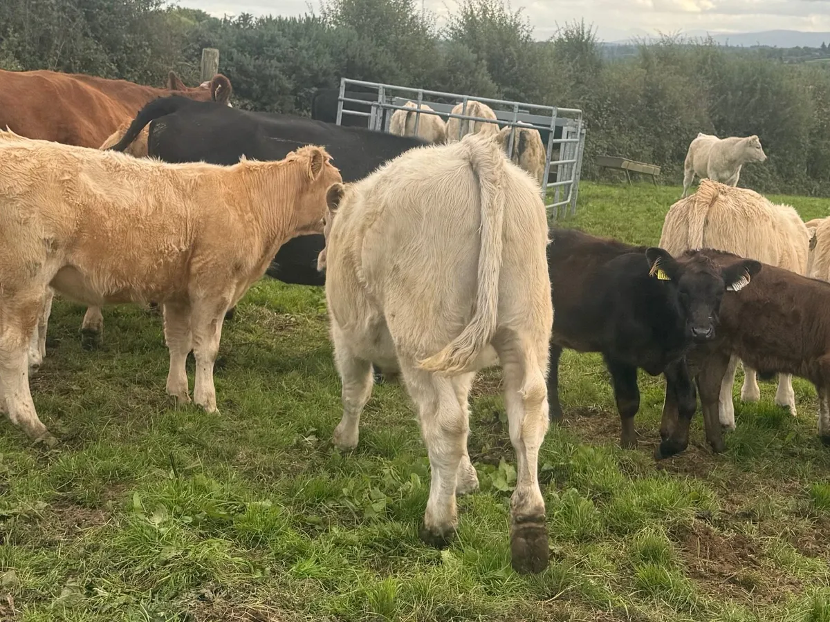 Weanlings FULL SYMBOL ORGANIC Bullock and Heifers - Image 3