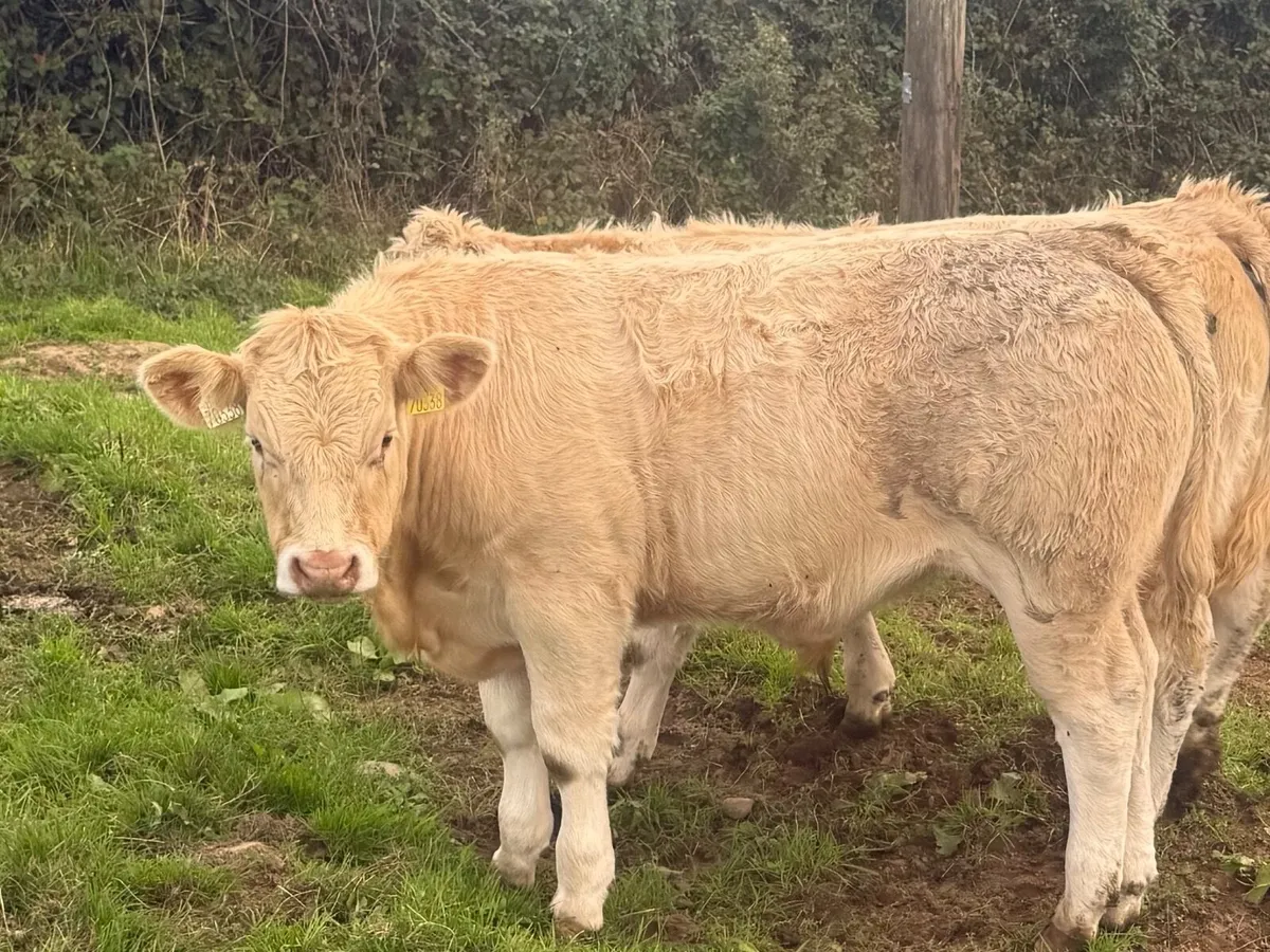 Weanlings FULL SYMBOL ORGANIC Bullock and Heifers - Image 4