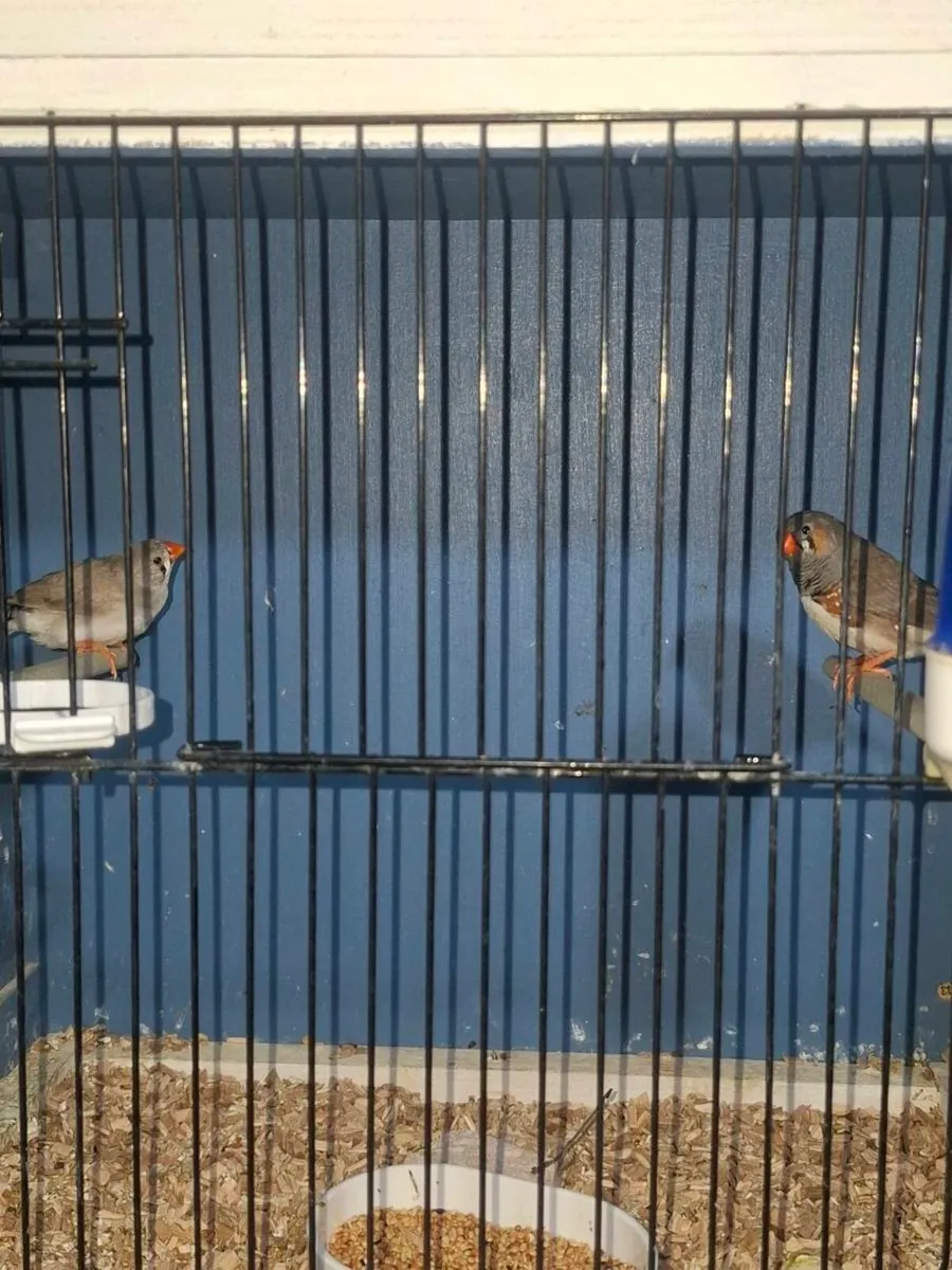 Zebra finches - Image 1