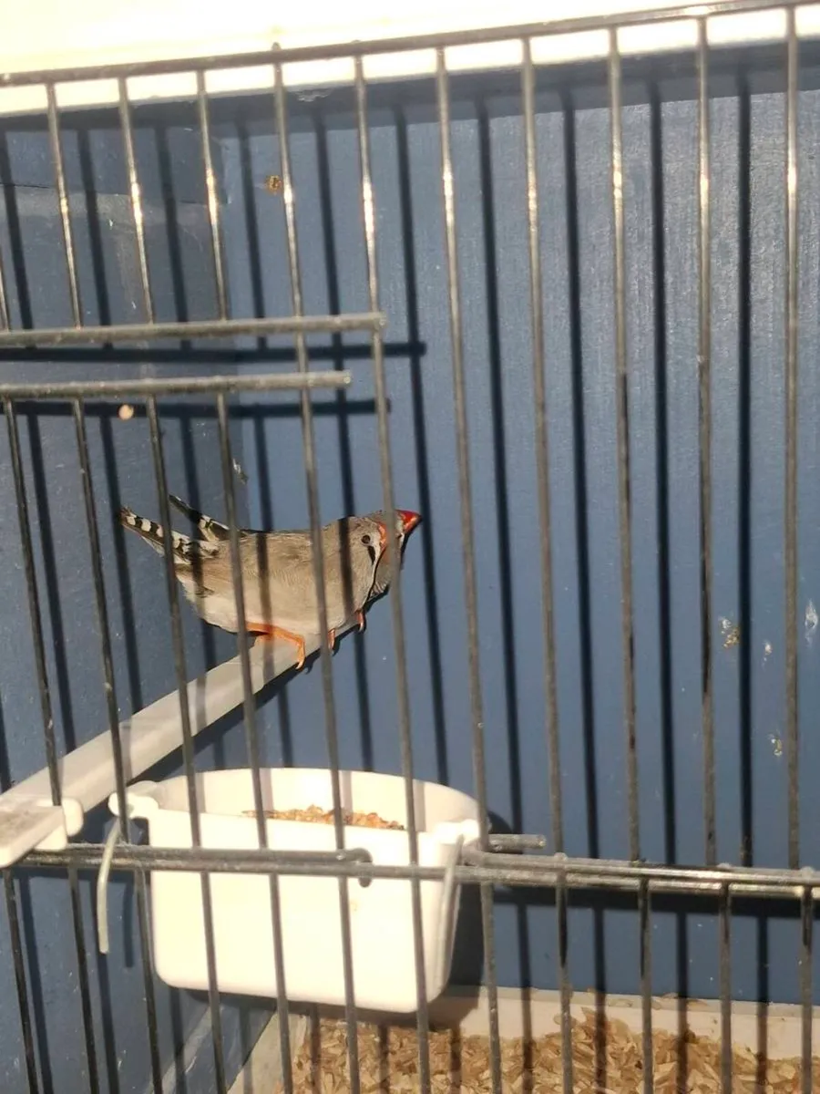 Zebra finches - Image 2