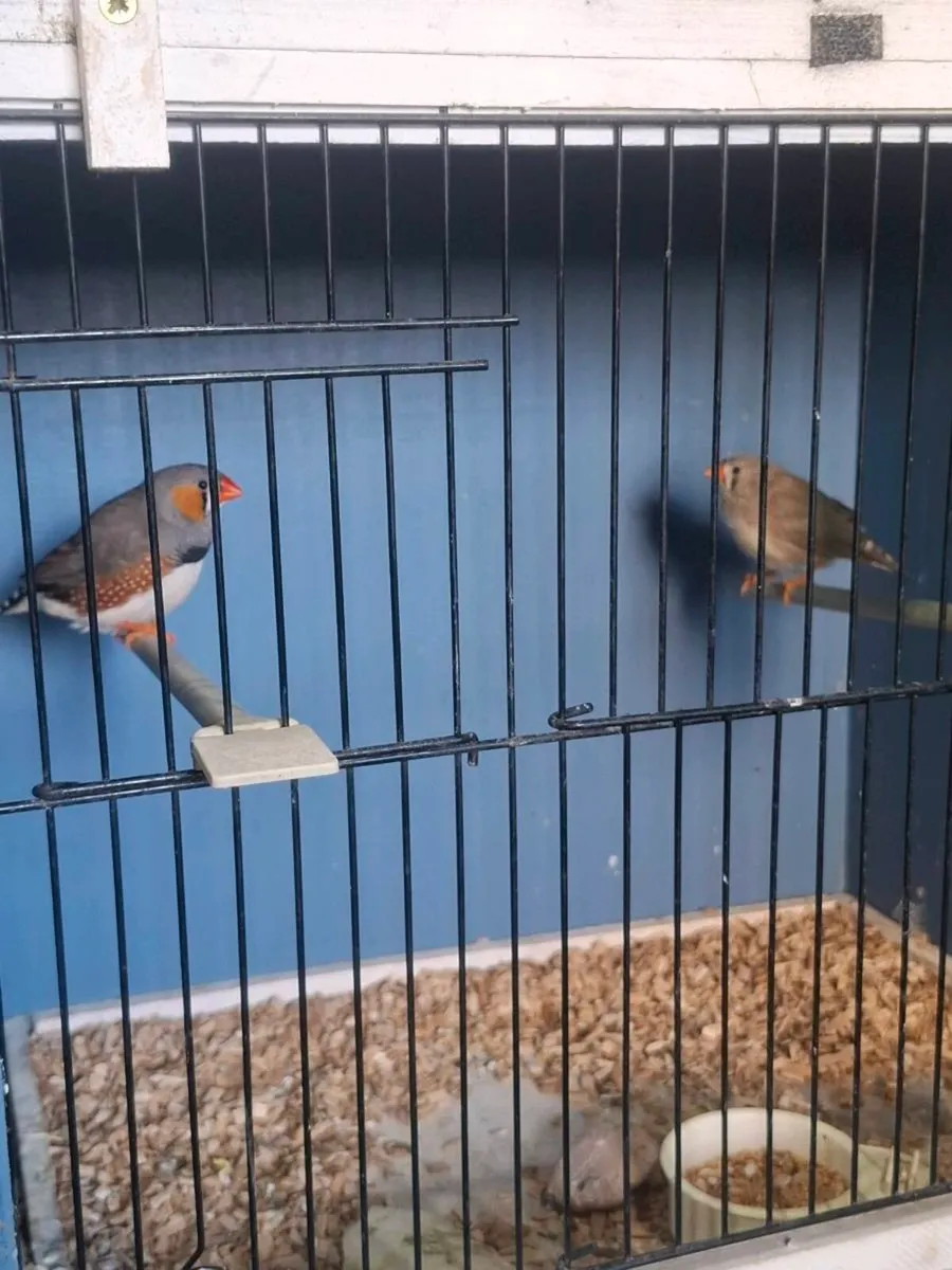 Zebra finches - Image 3