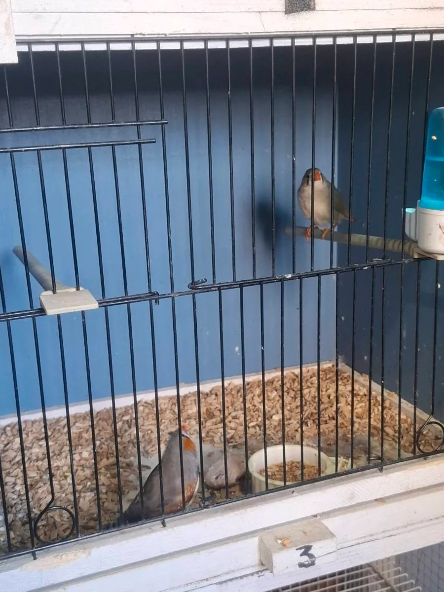 Zebra finches - Image 4