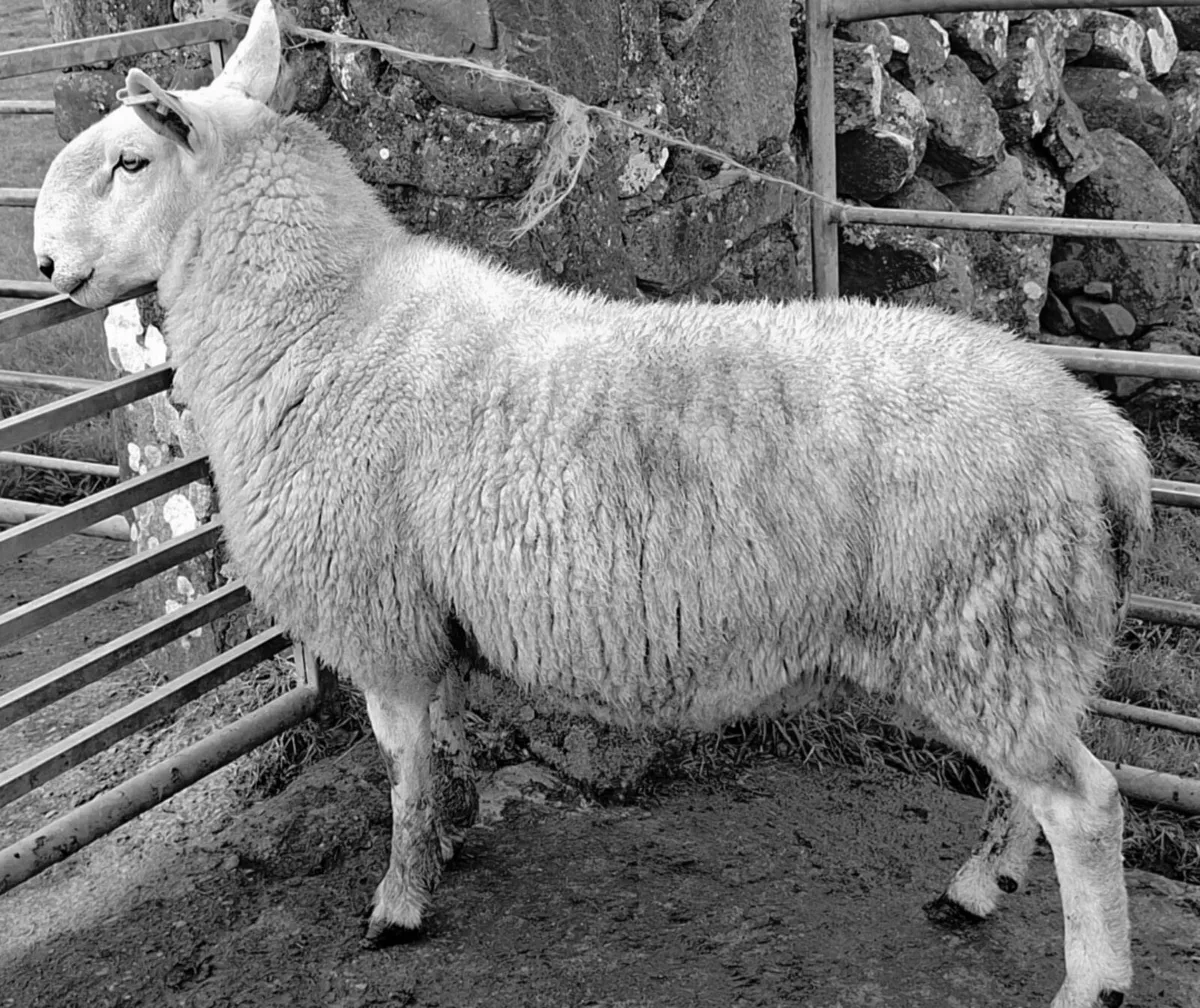Cheviot Hoggett Ram - Image 1