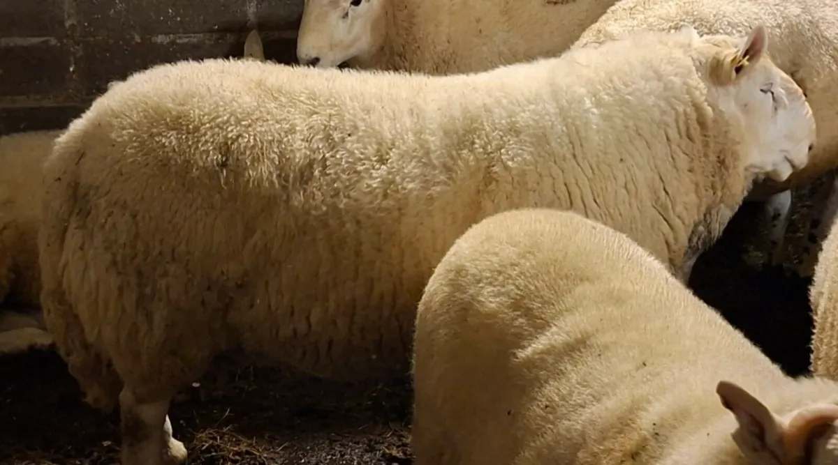 Cheviot Hoggett Ram - Image 2