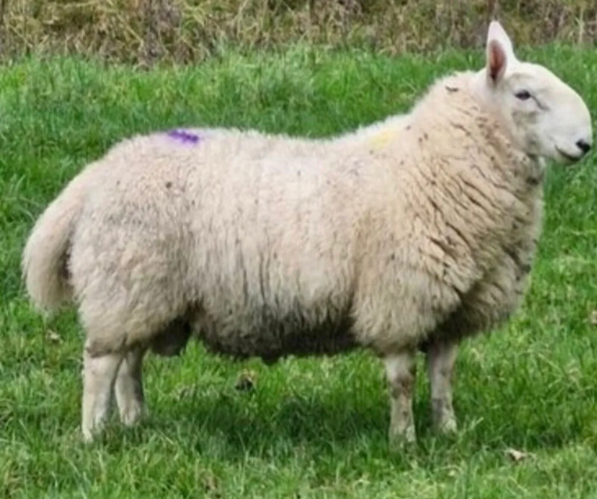 Cheviot Hoggett Ram - Image 3