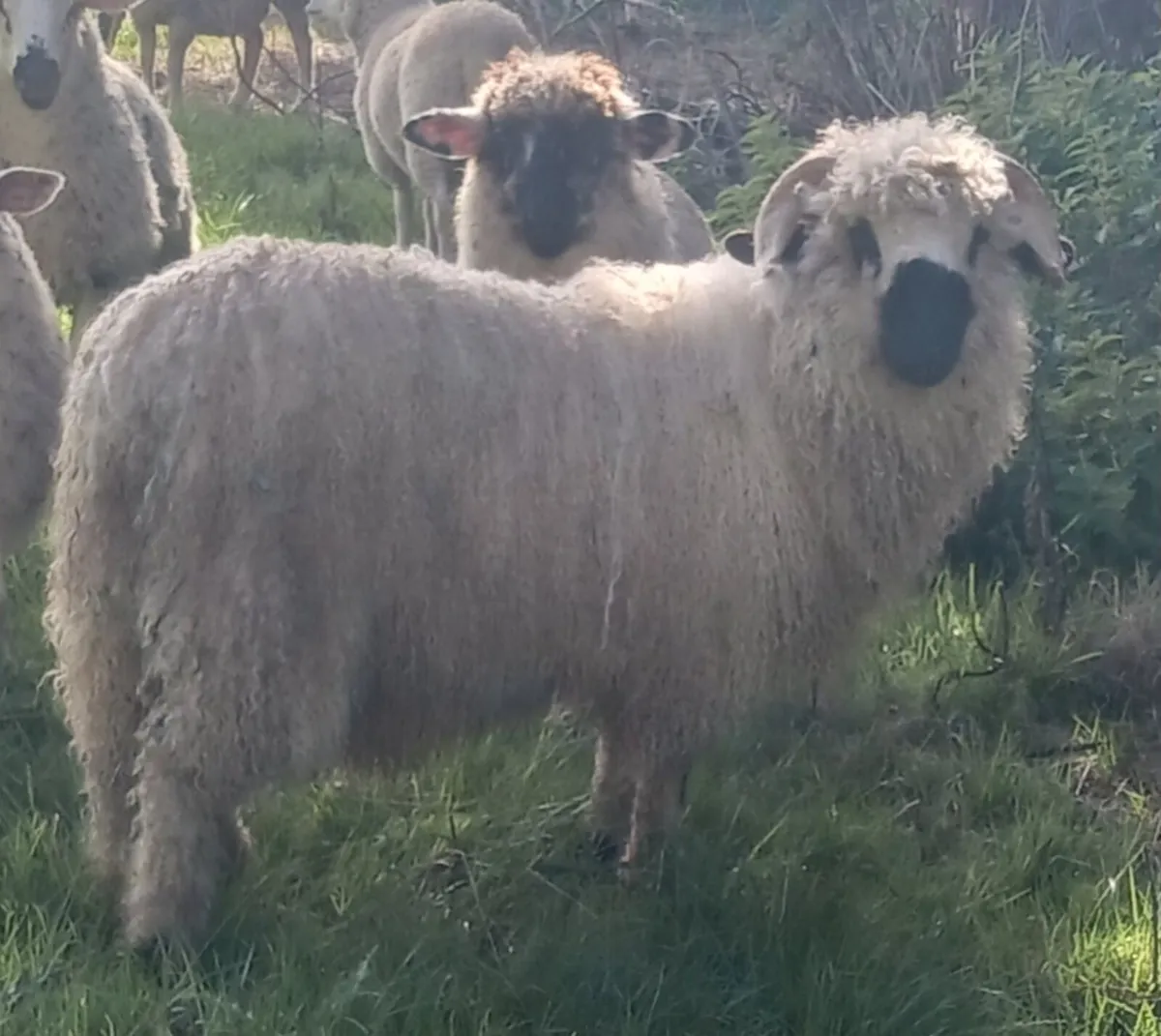 Ram lamb - Image 4