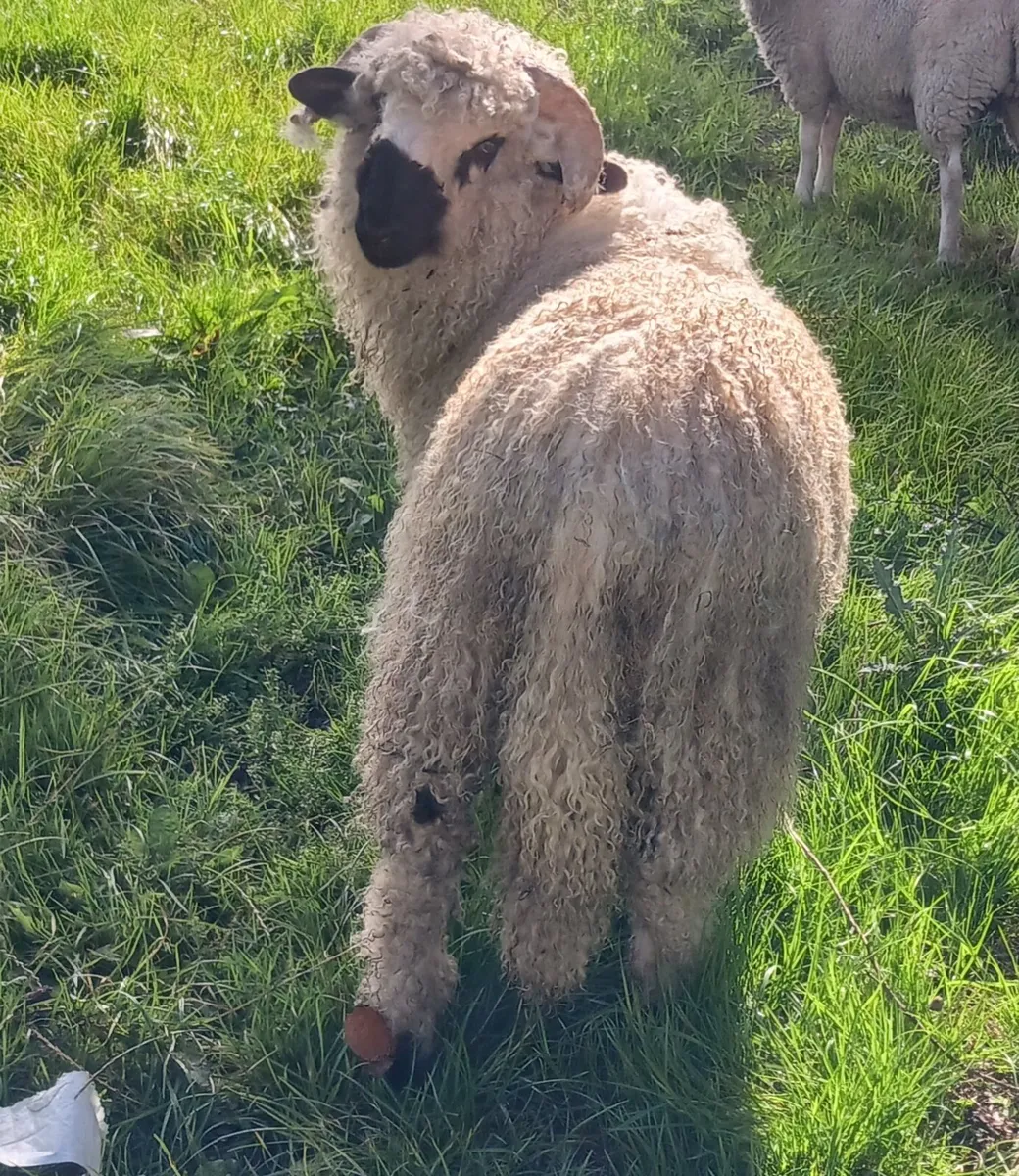 Ram lamb - Image 2