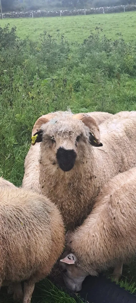 Ram lamb - Image 1
