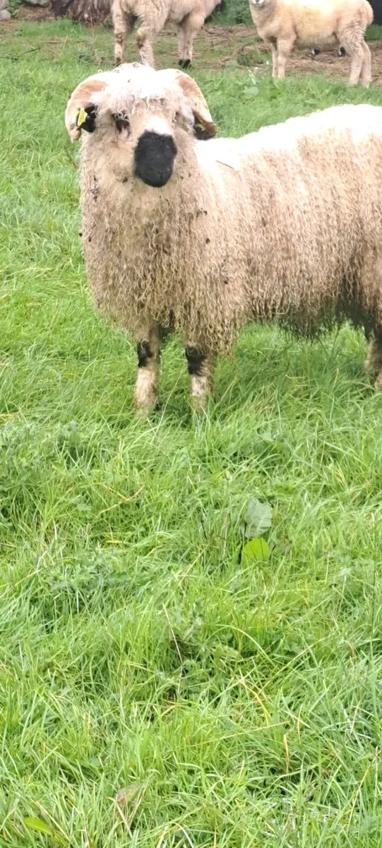 Ram lamb - Image 3