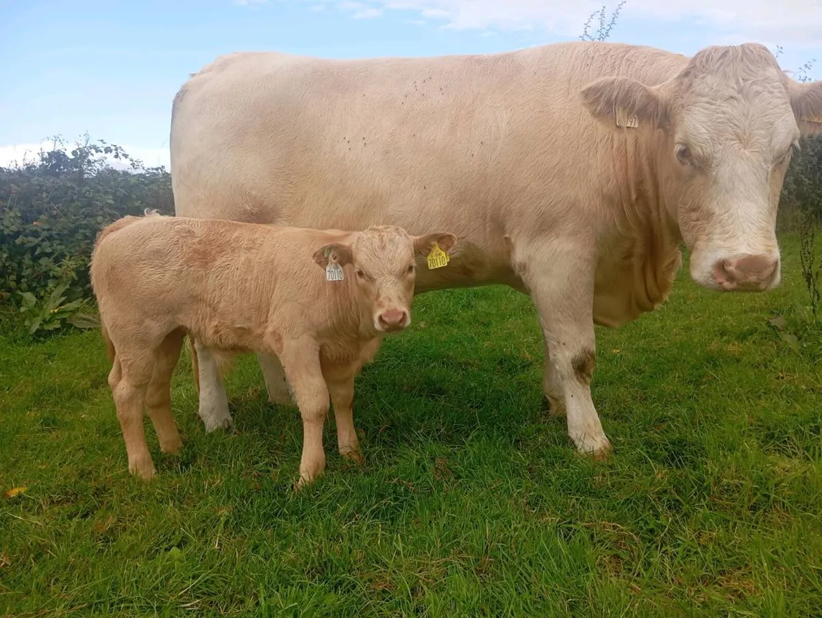 Heifer With Ai Limousine Bull Calf - Image 1