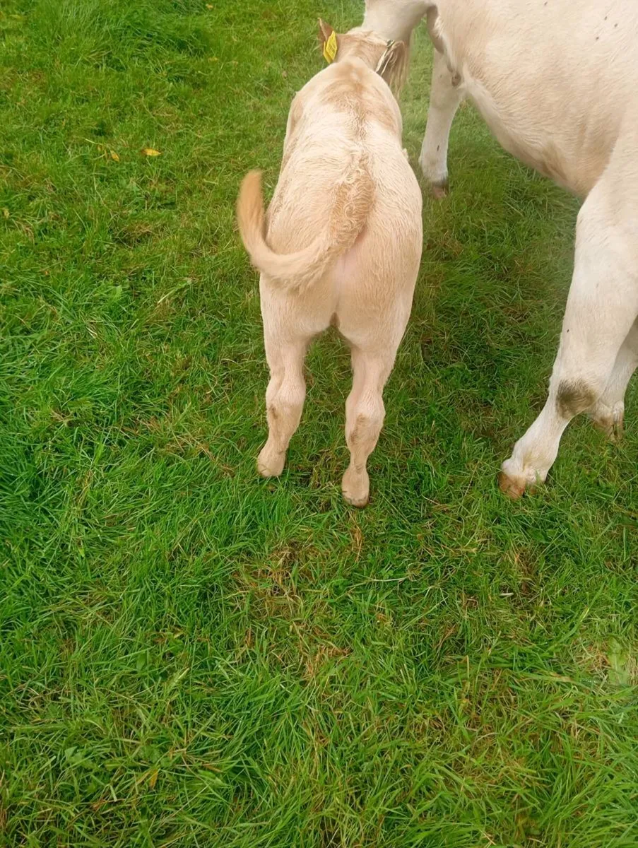 Heifer With Ai Limousine Bull Calf - Image 2