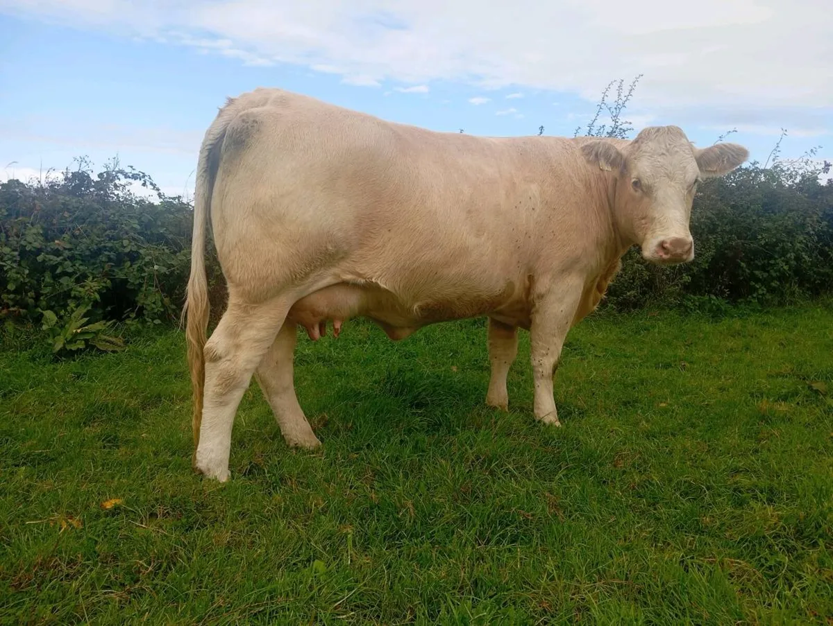 Heifer With Ai Limousine Bull Calf - Image 3
