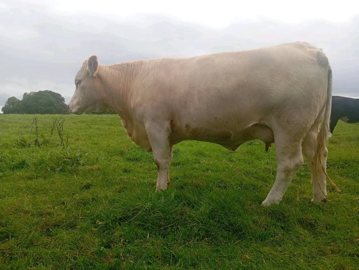 Heifer With Ai Limousine Bull Calf - Image 4