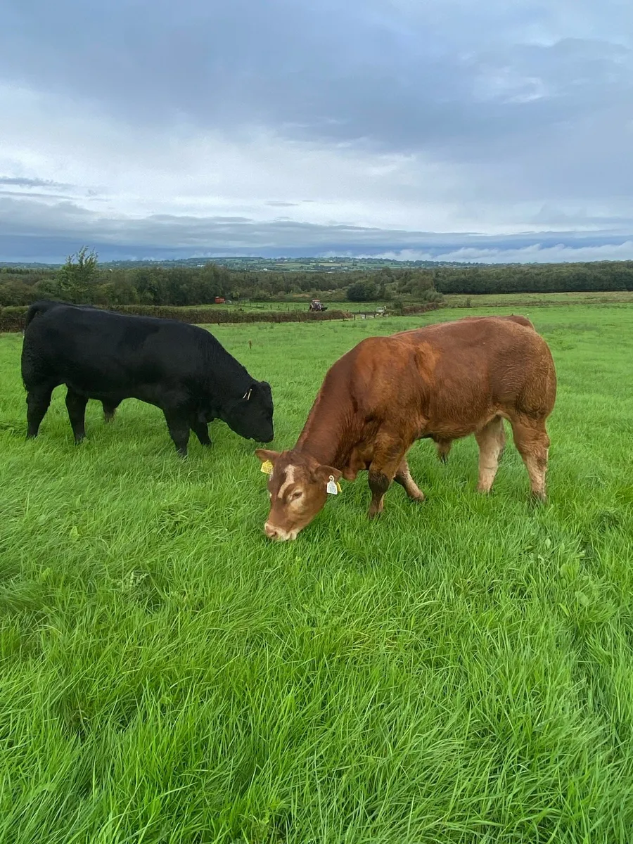 Weanling bulls - Image 1