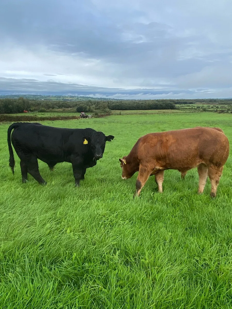 Weanling bulls - Image 2