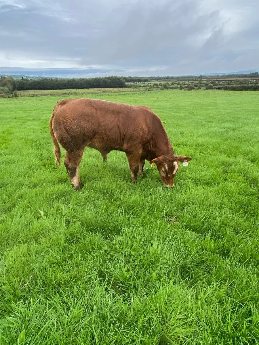 Weanling bulls - Image 3