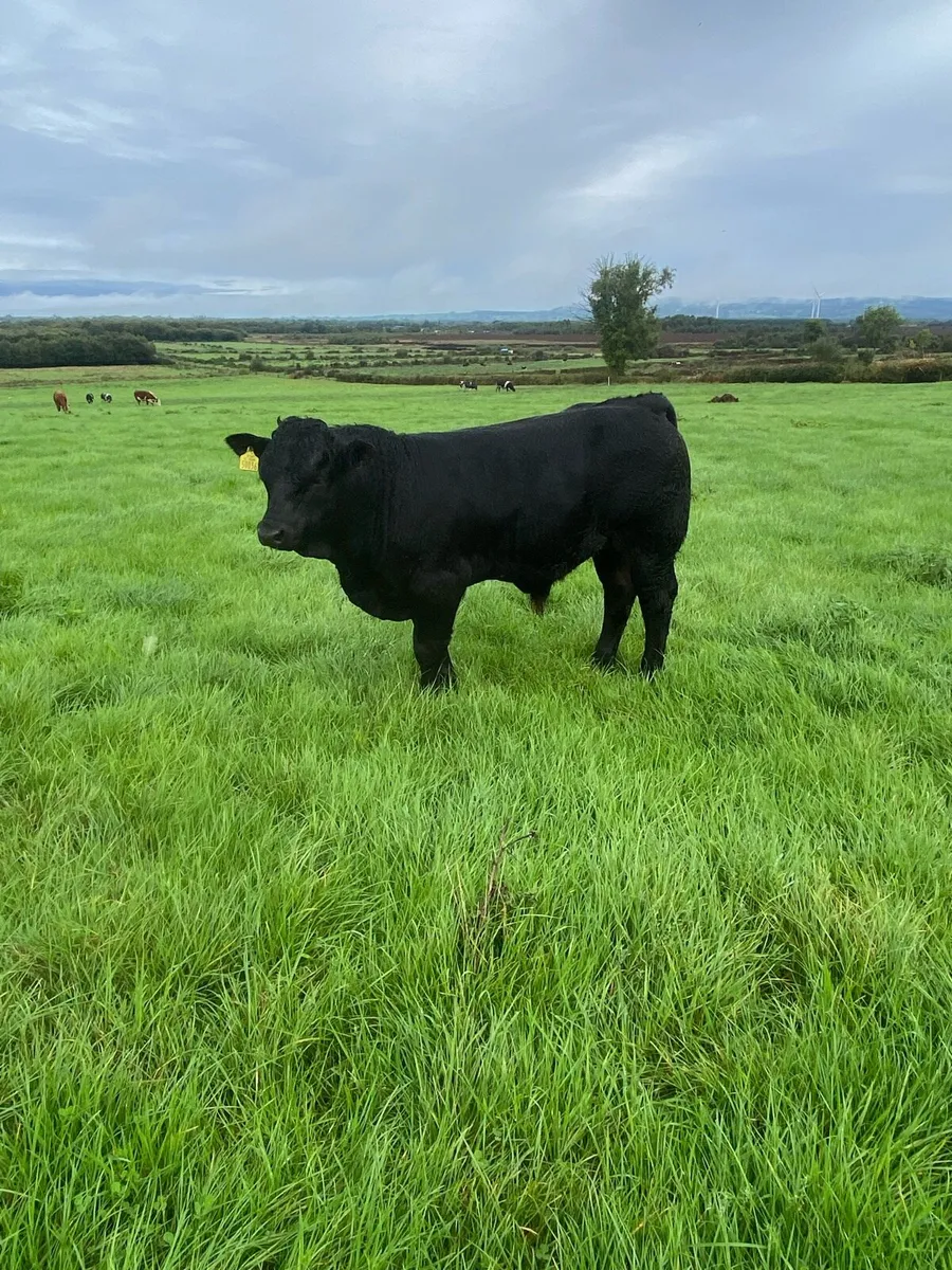 Weanling bulls - Image 4