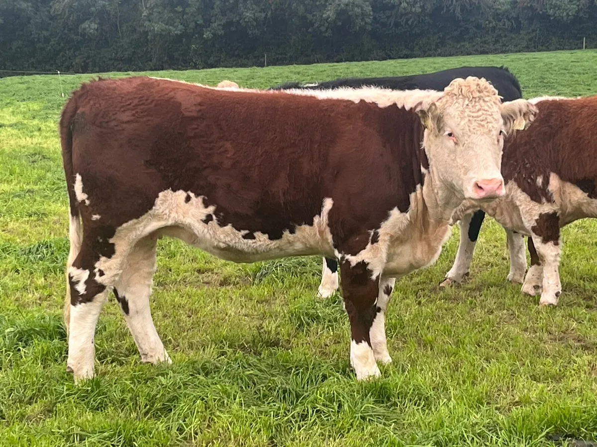 Hereford heifer - Image 1