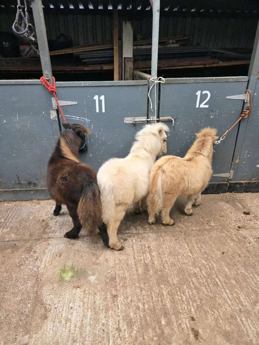 Miniature Foals - Image 1