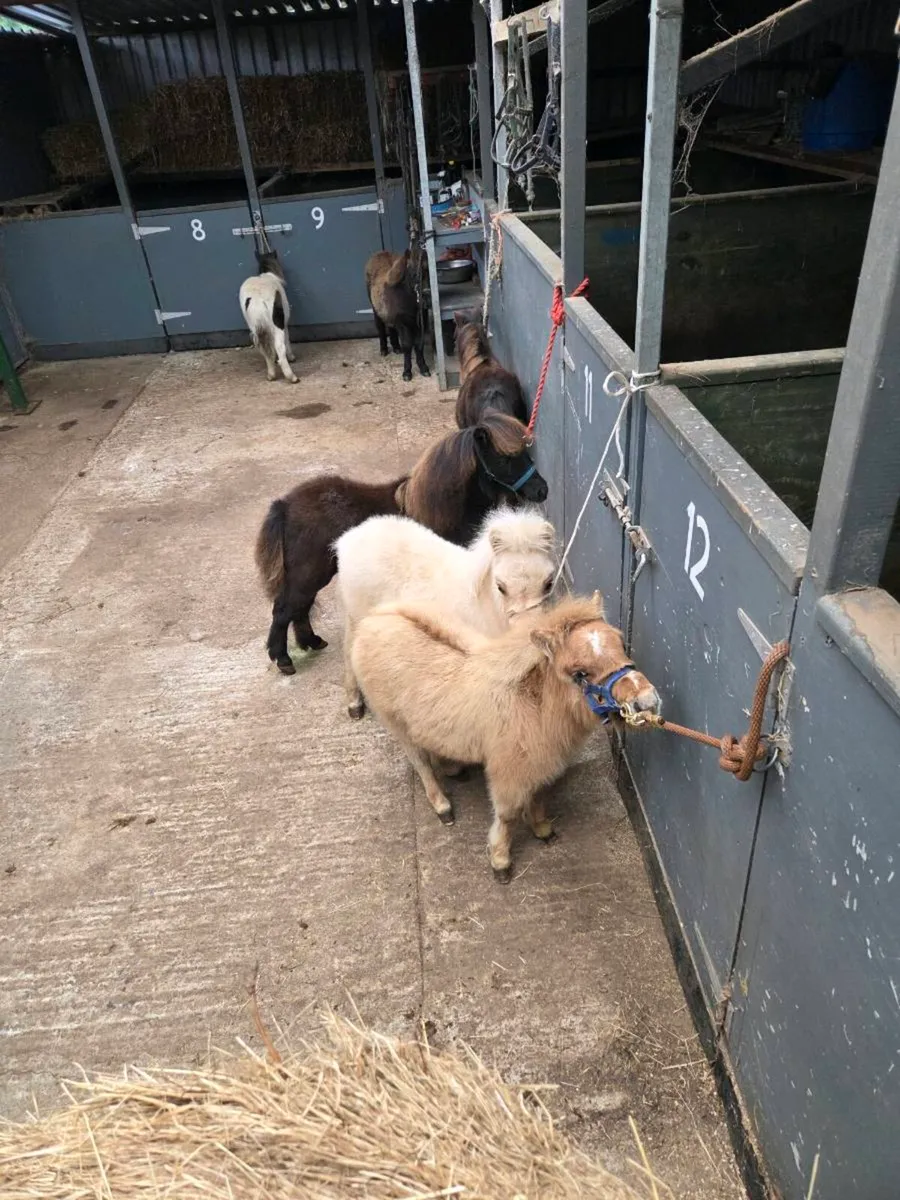 Miniature Foals - Image 2