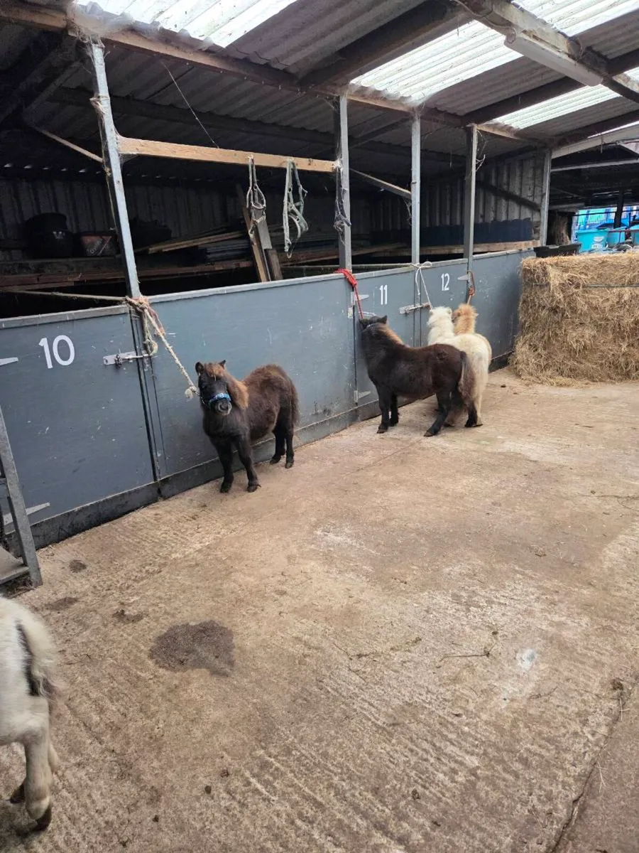 Miniature Foals - Image 3
