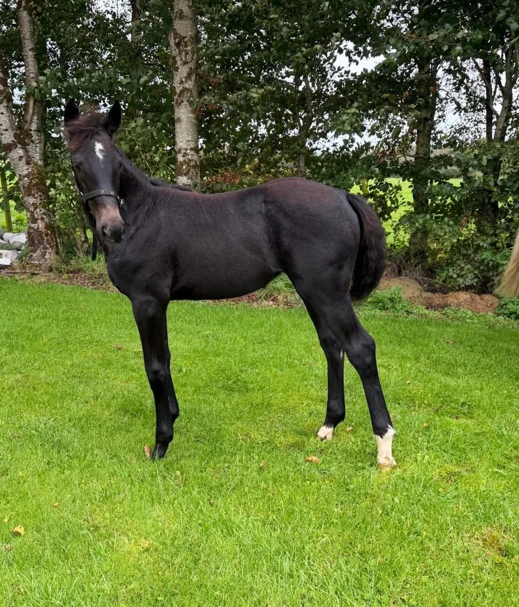 Filly Foal - Image 4
