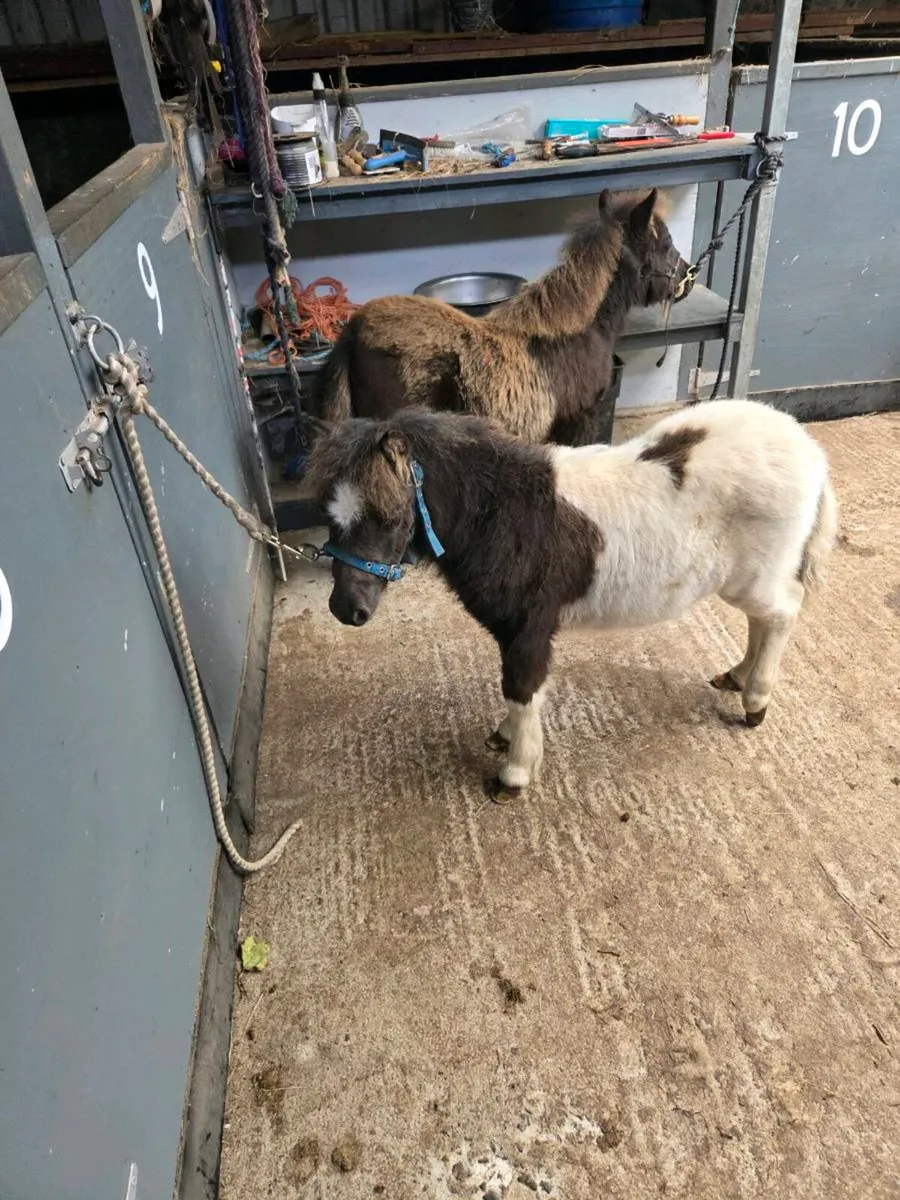 Miniature Foals - Image 4