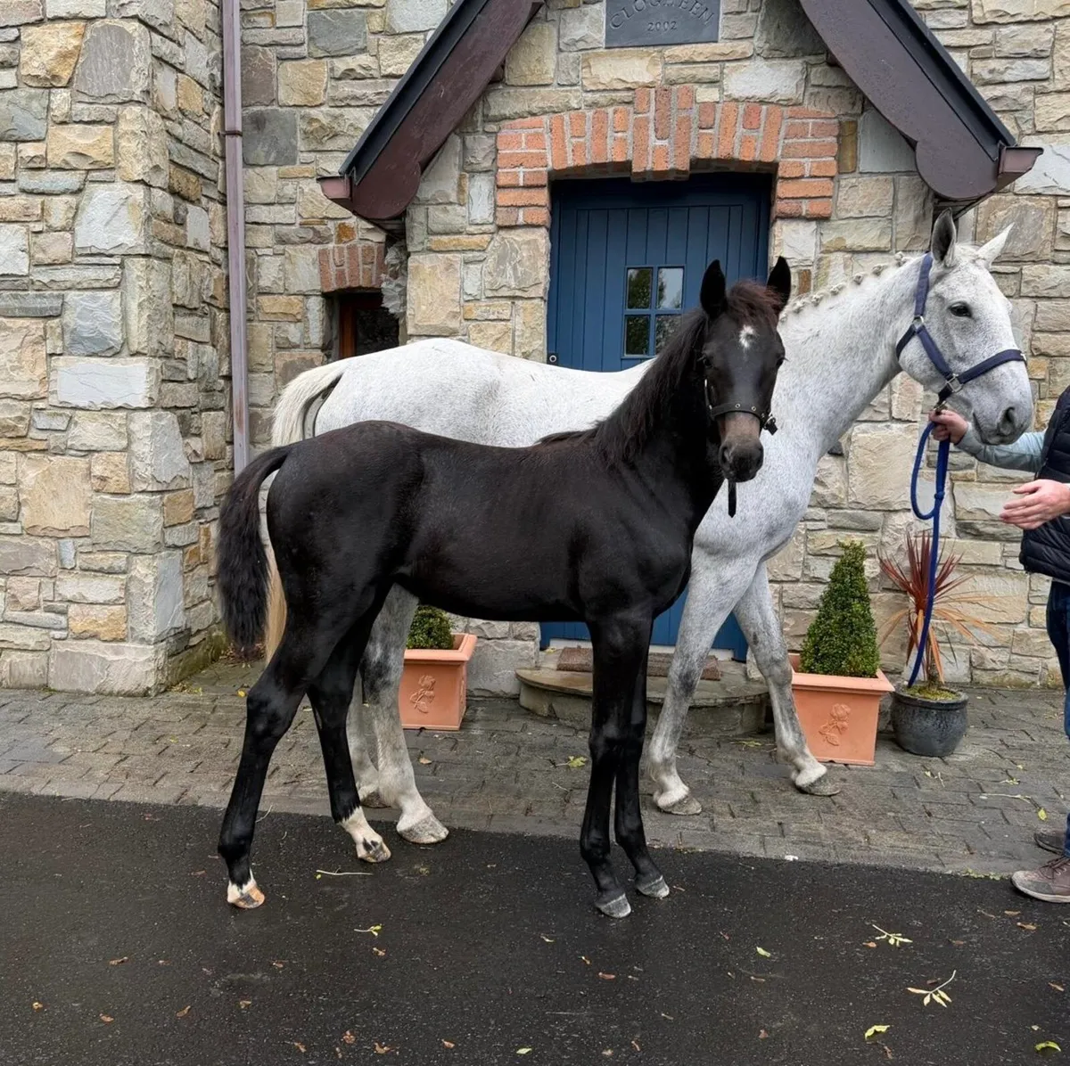 Filly Foal - Image 1