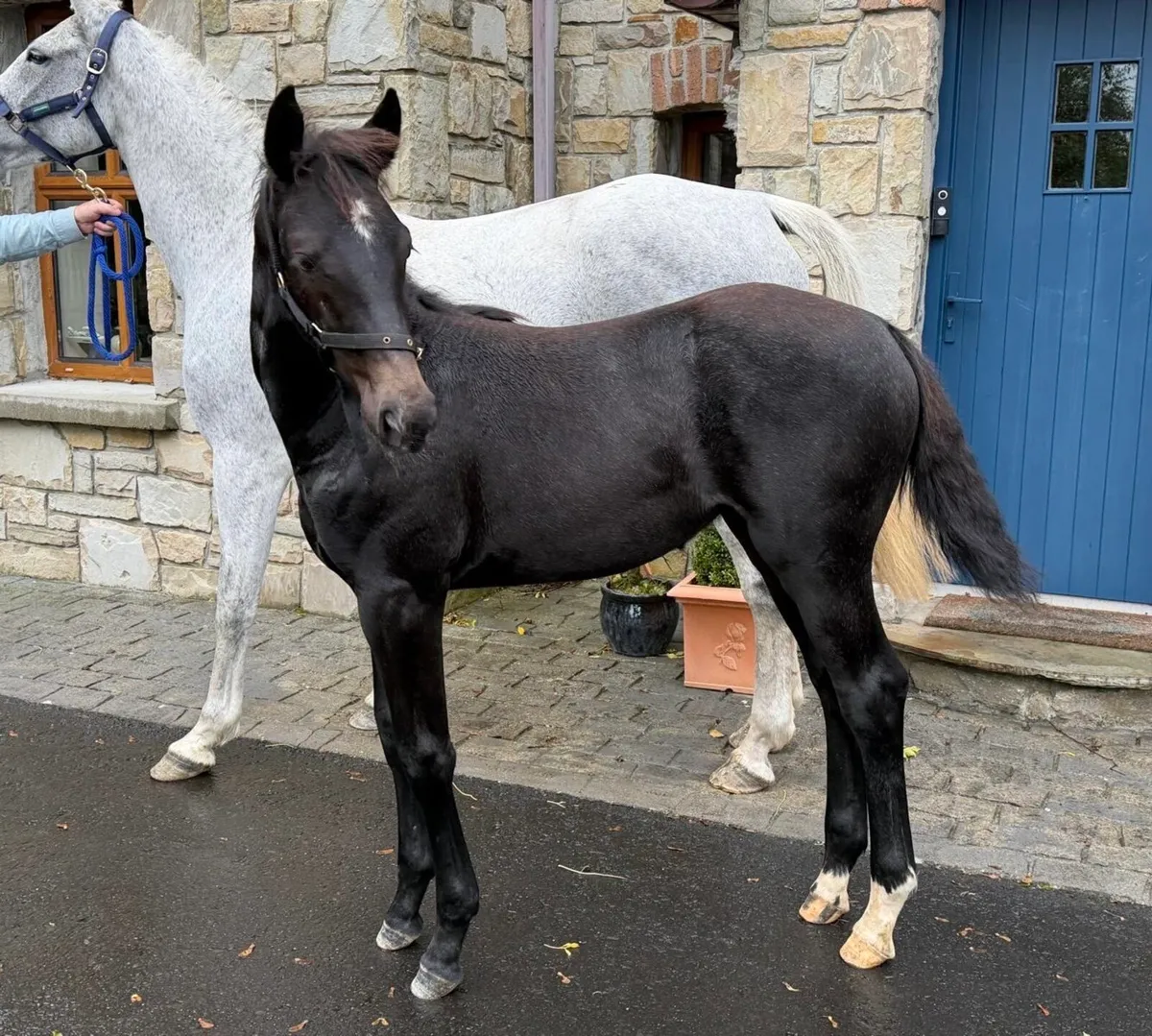 Filly Foal - Image 2