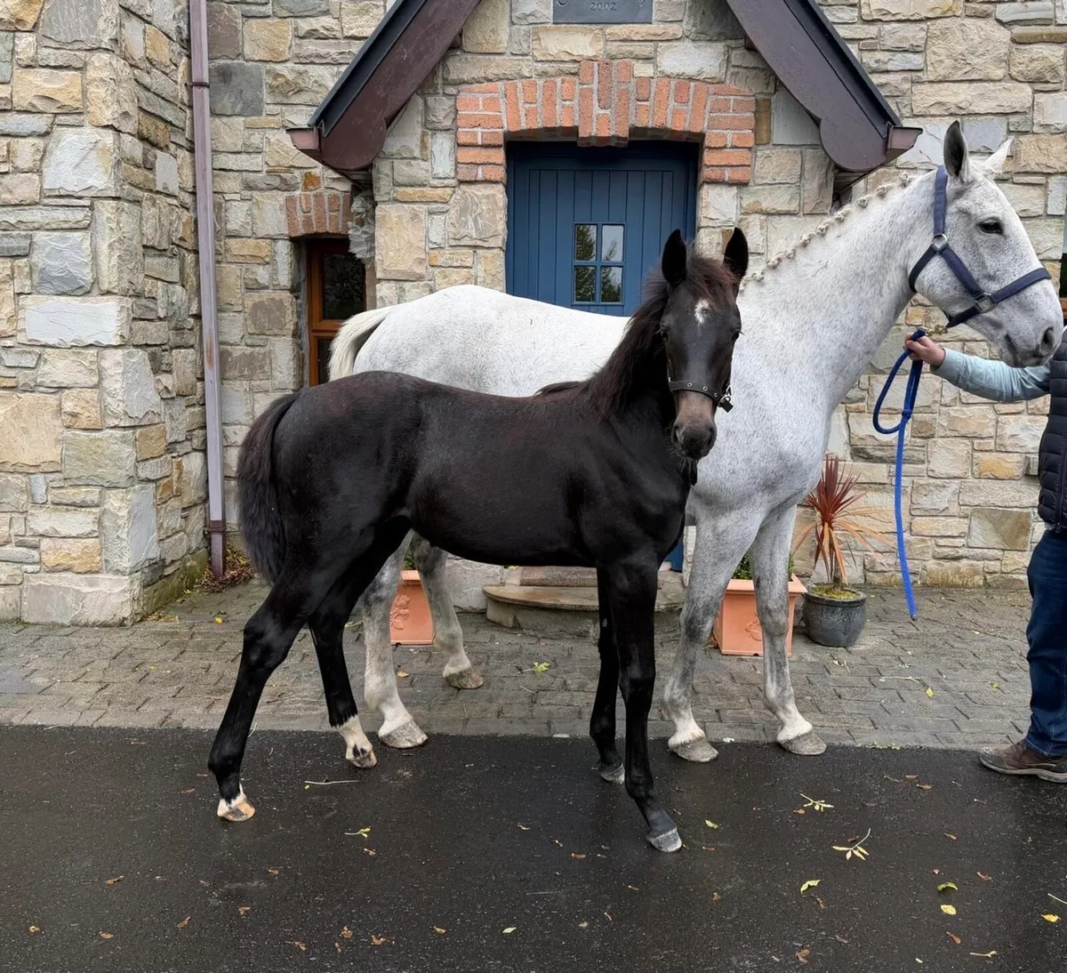 Filly Foal - Image 3