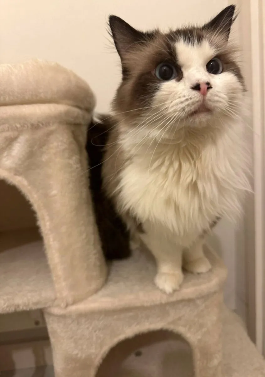 Pure breed ragdoll - Image 1
