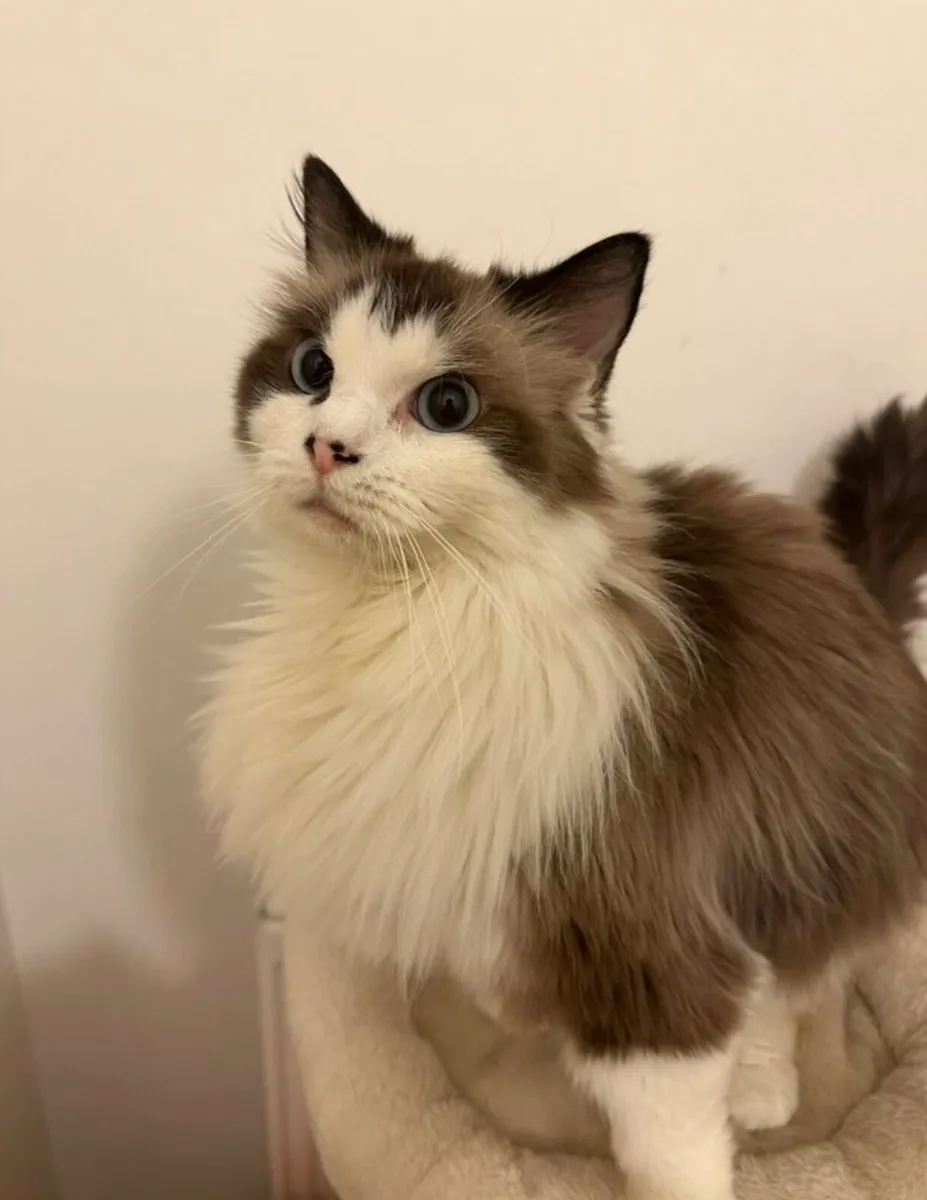 Pure breed ragdoll - Image 2