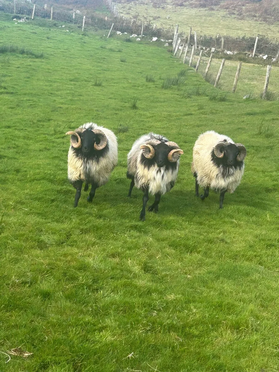 Hogget rams - Image 1