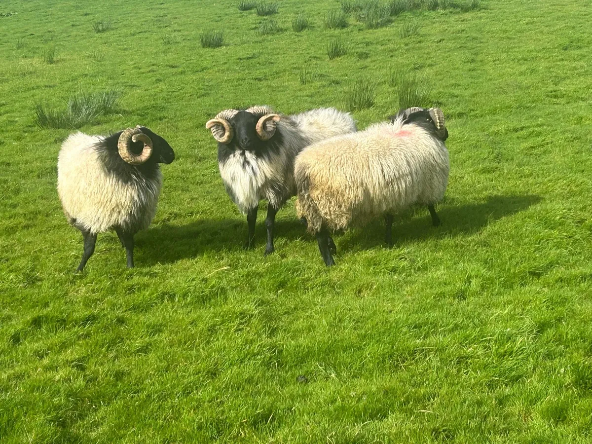 Hogget rams - Image 2