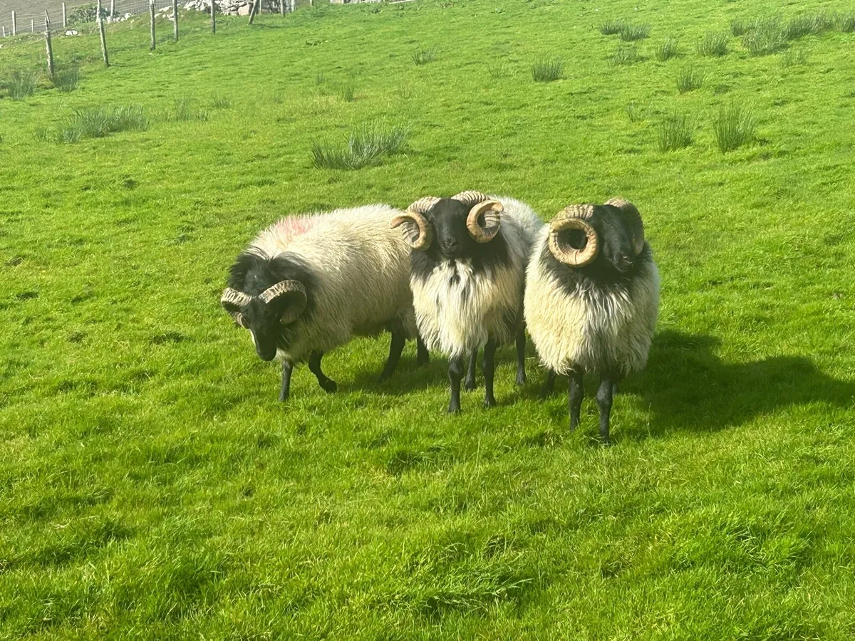 Hogget rams - Image 3