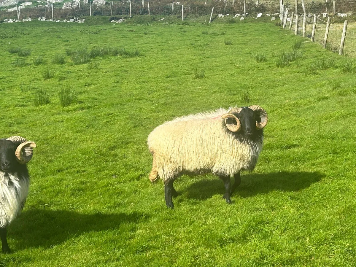 Hogget rams - Image 4