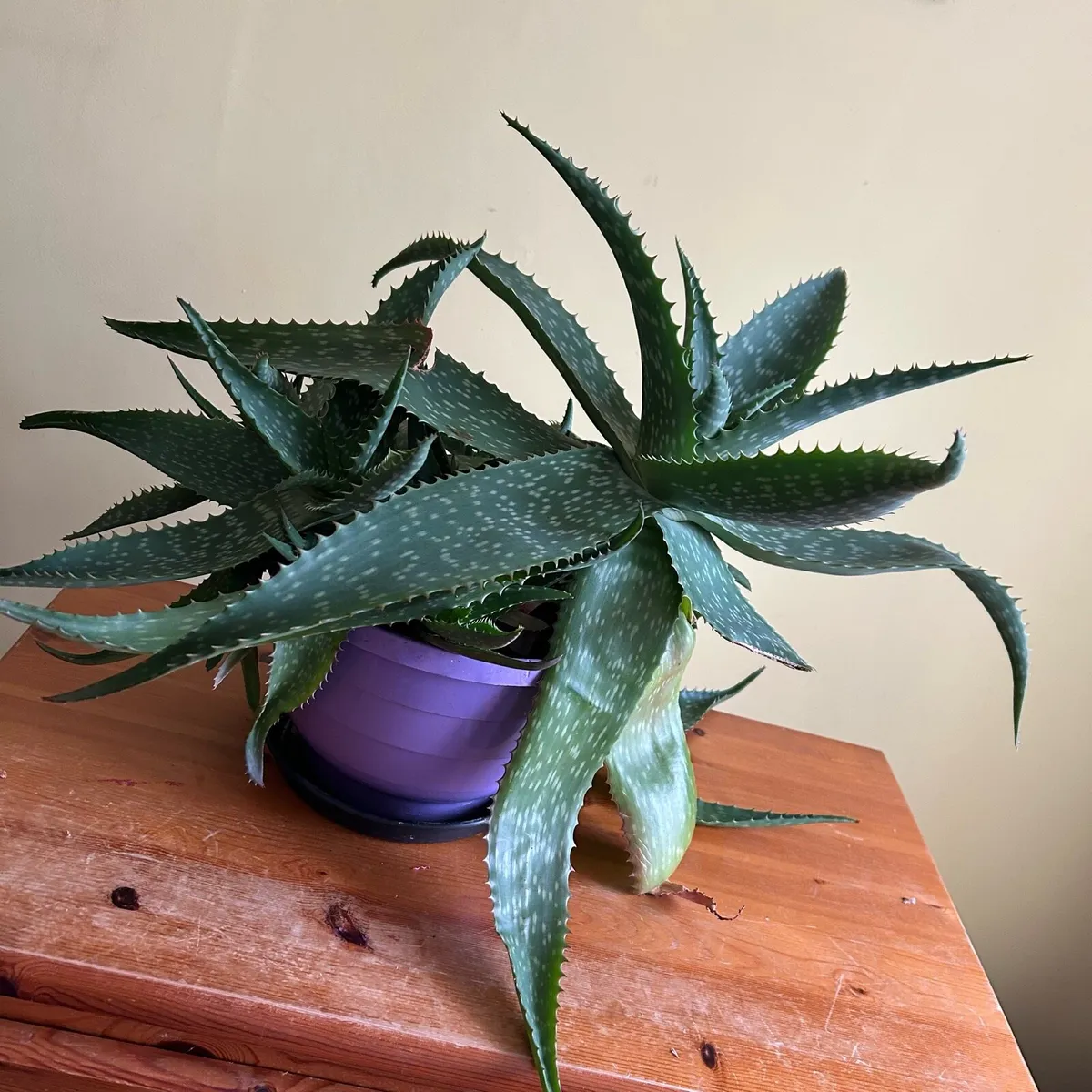 House plants - Image 2