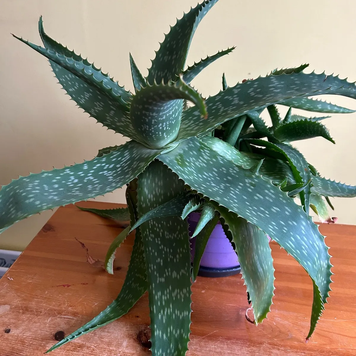 House plants - Image 3