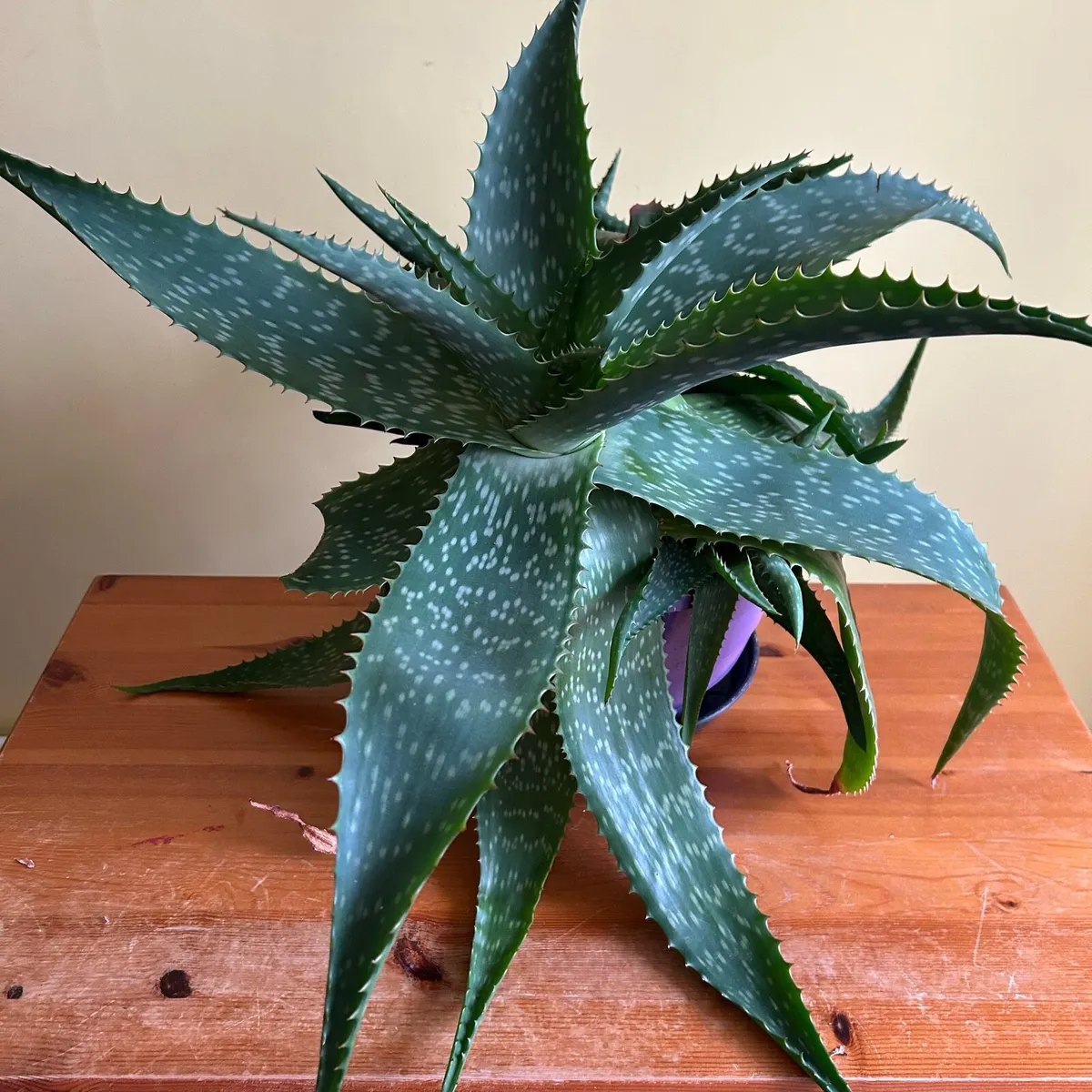 House plants - Image 1