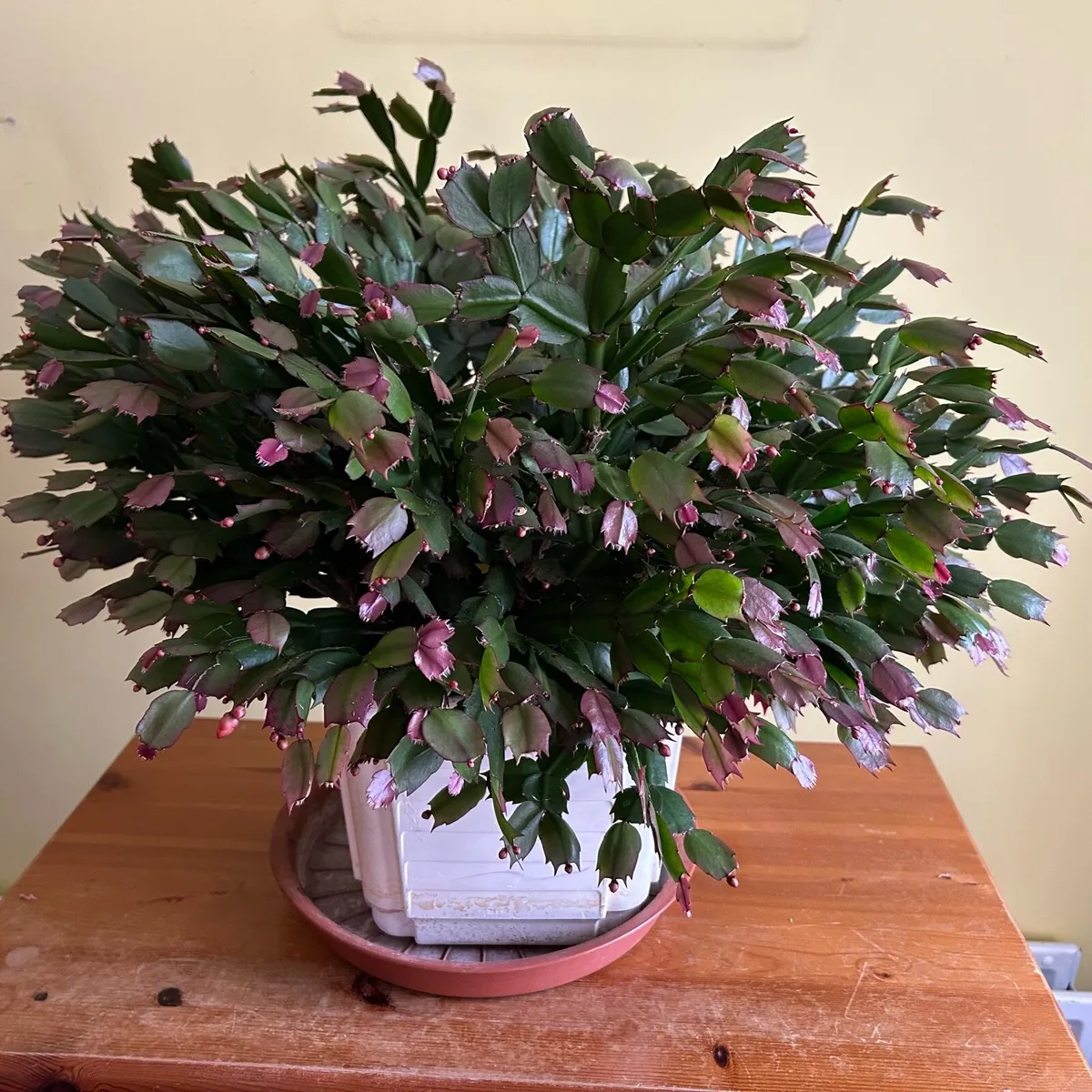House plants - Image 4