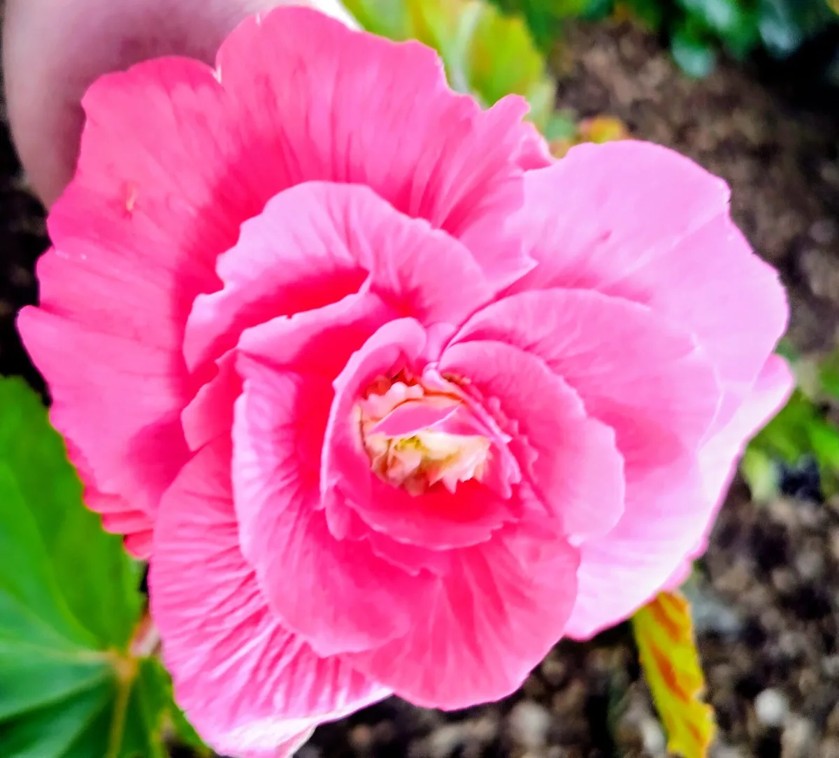 Begonia Grandiflora Pink